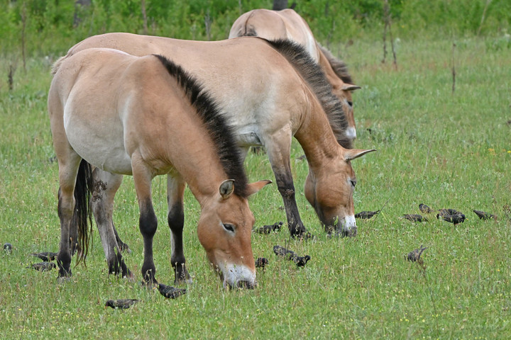 Wildpferde beim Grasen
